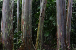 Rainbow Trees